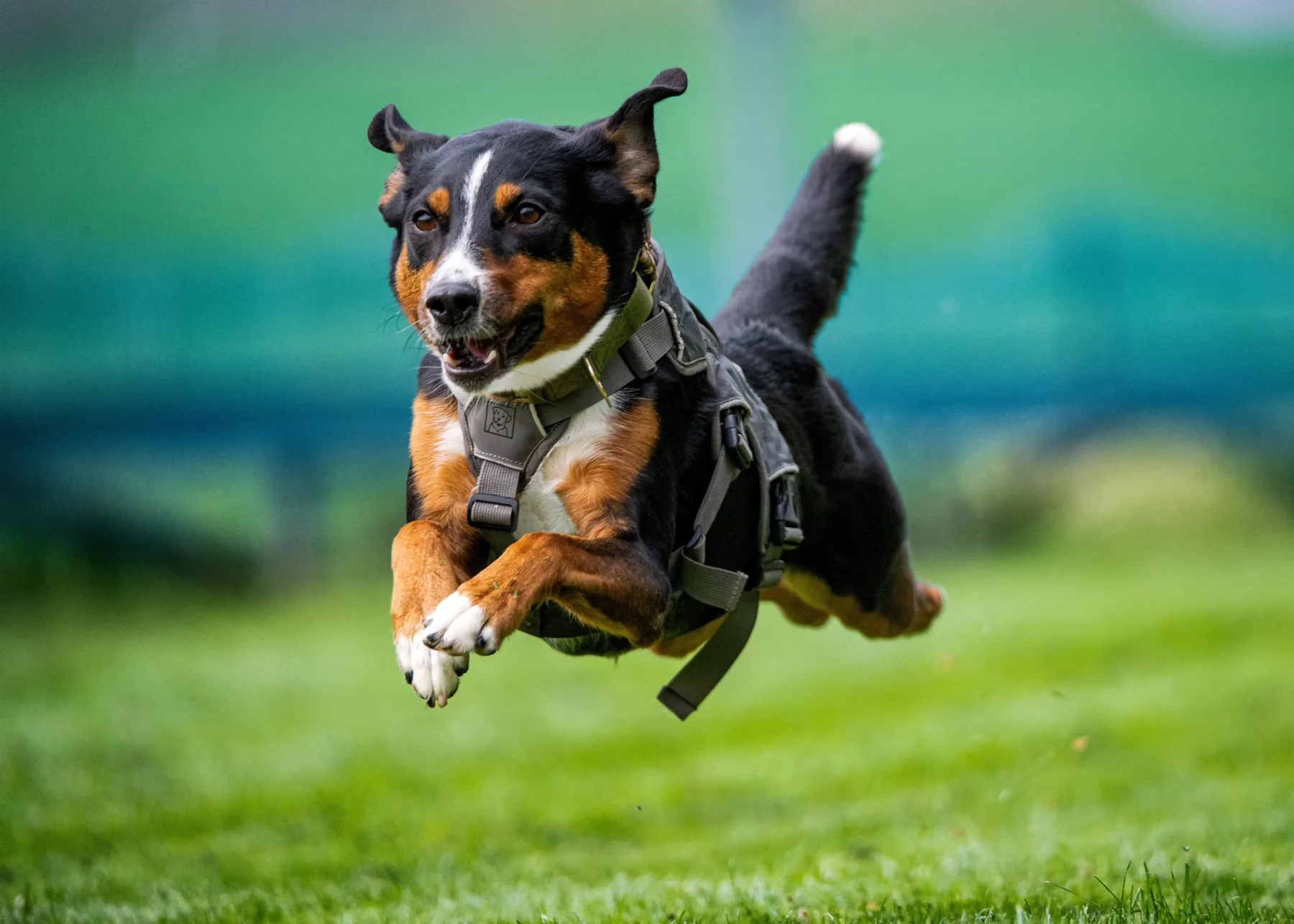 Hund läuft über eine Wiese