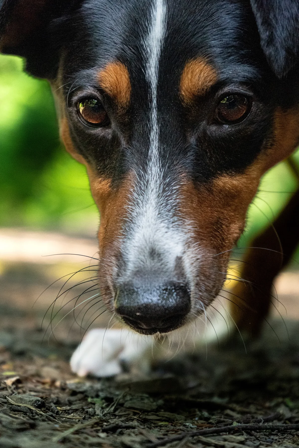 Nahaufnahme eines Hundegesichts