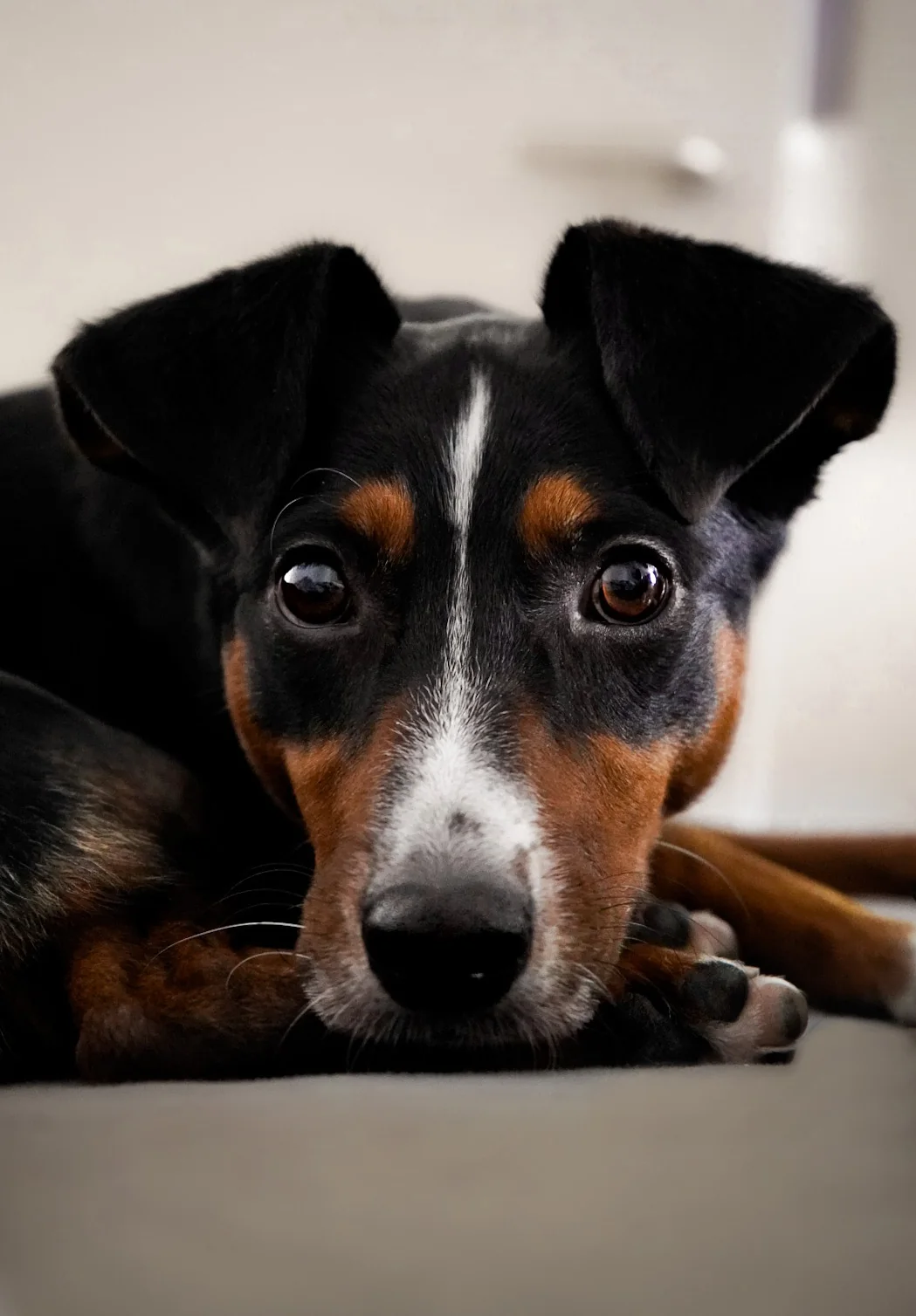 Hund von BARK-IT
