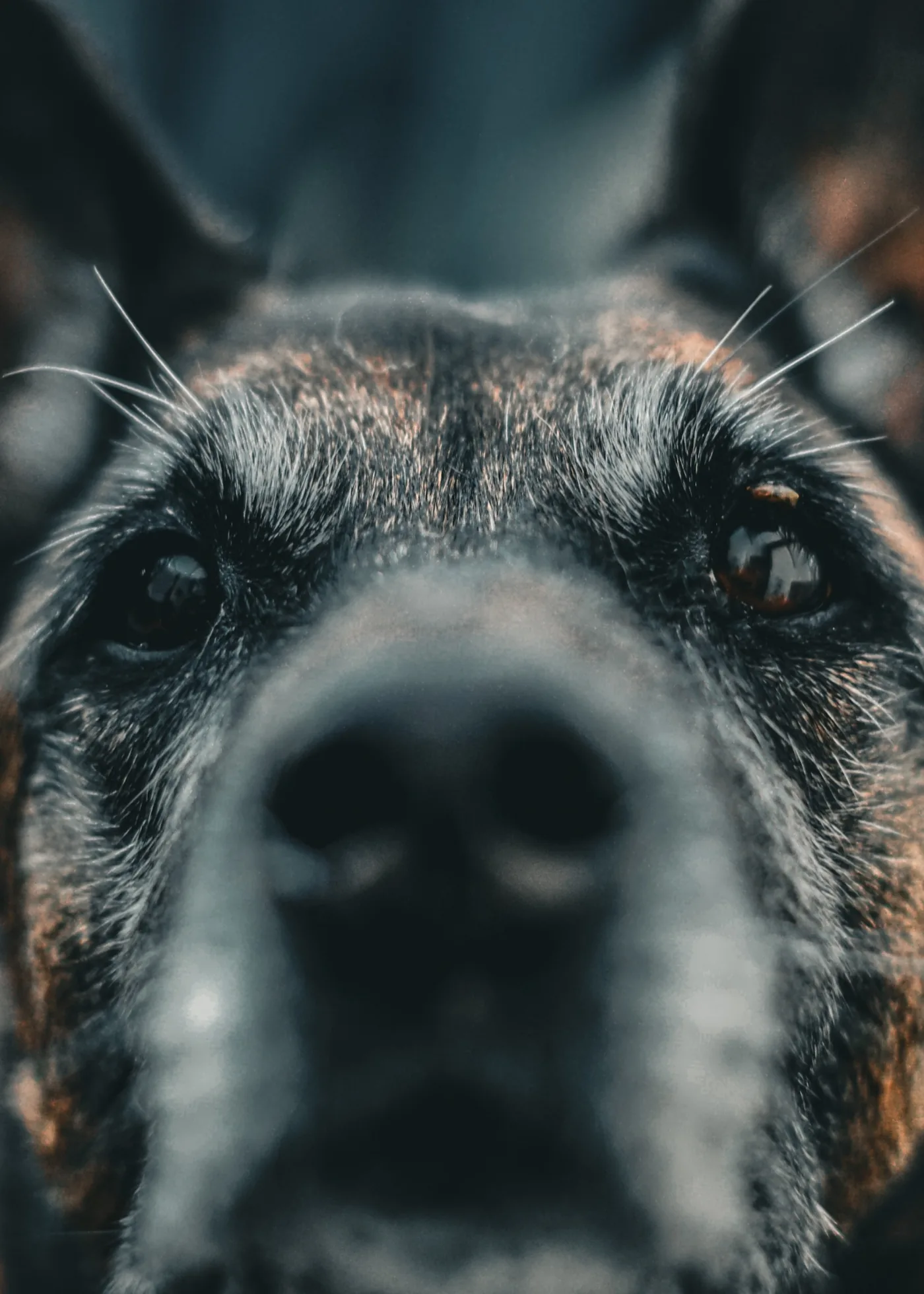 Nahaufnahme eines Hundegesichts mit Fokus auf Augen und Nase