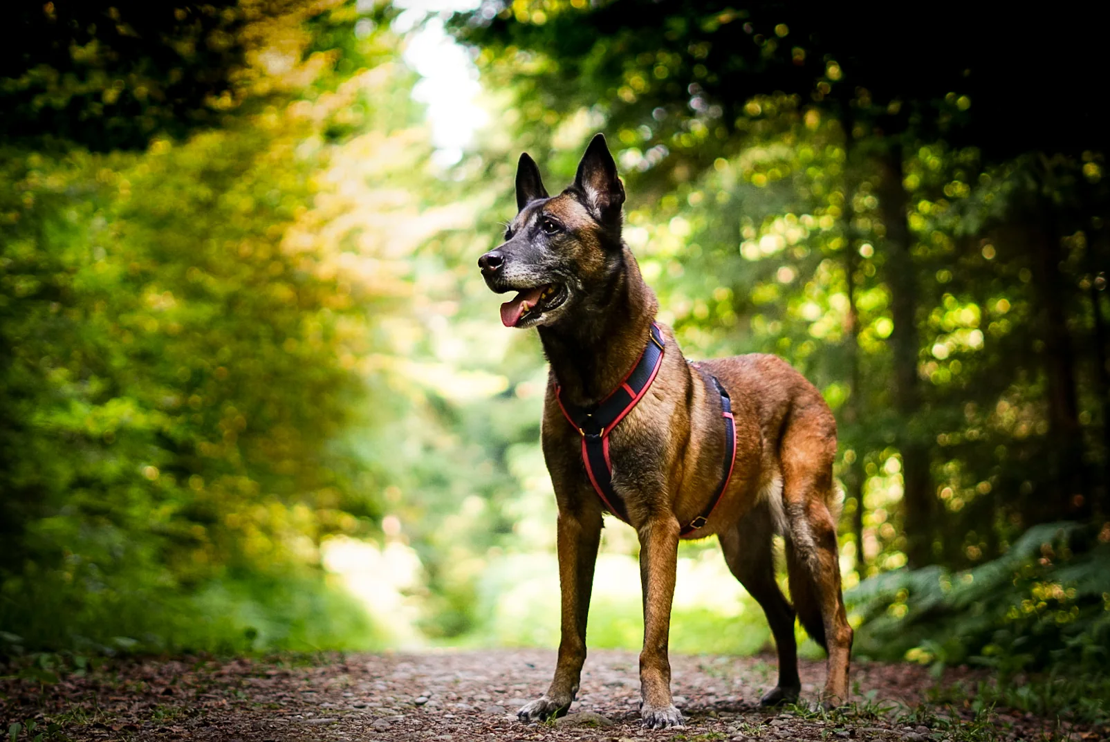 Hund auf einem Waldweg