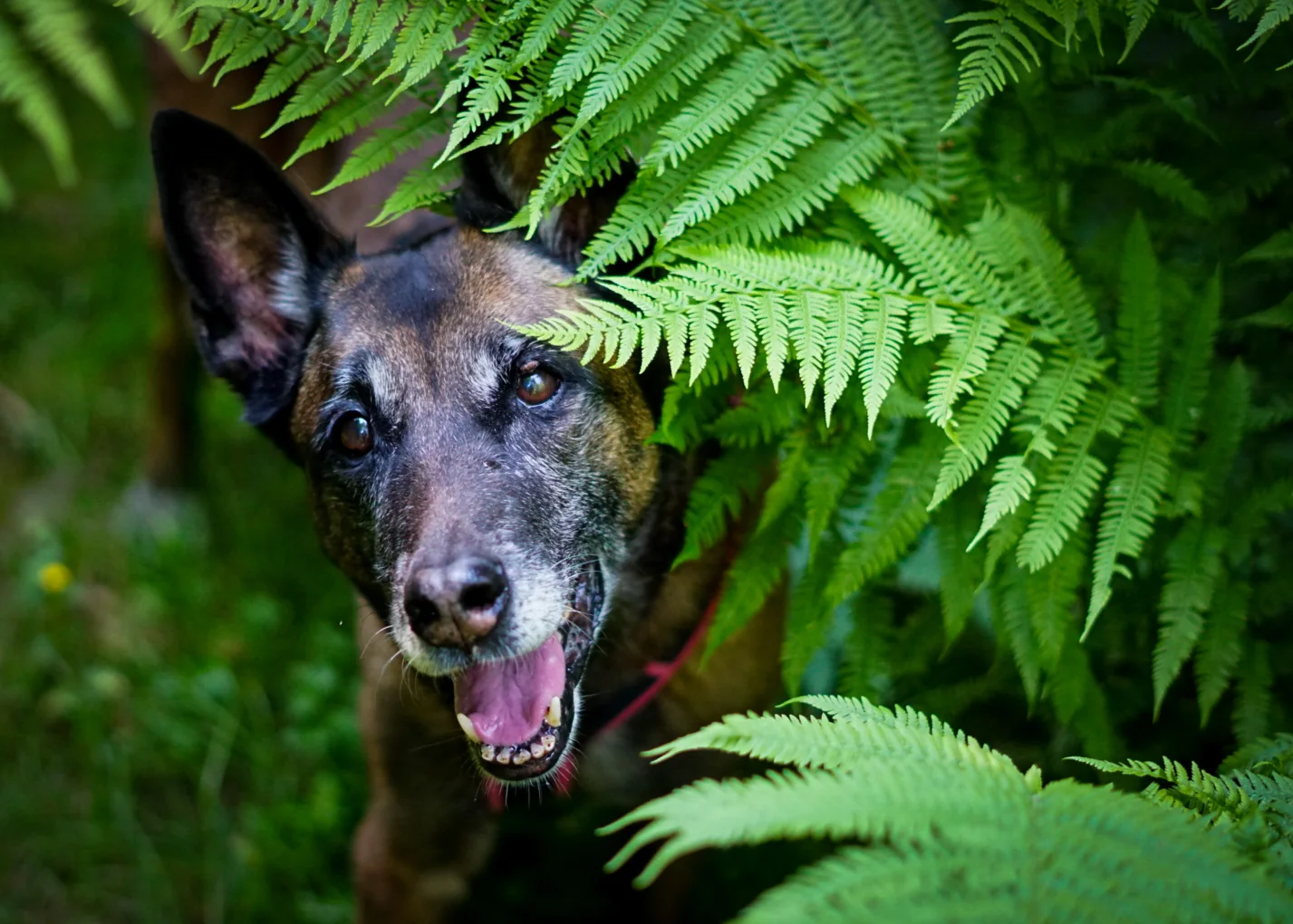 Hund zwischen Farn