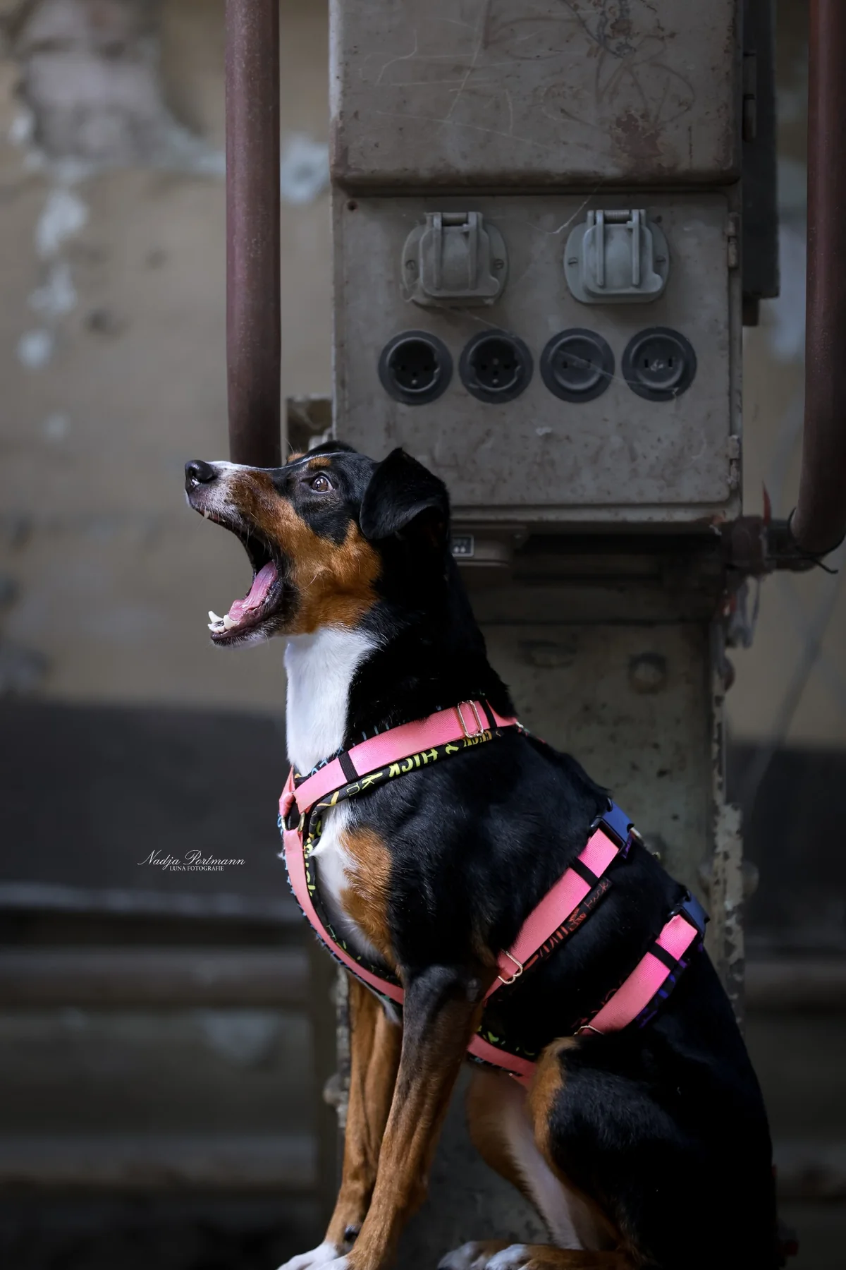 Hund von BARK-IT