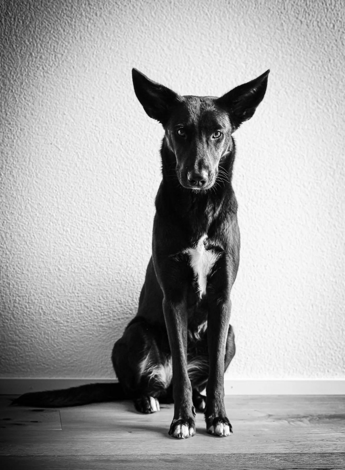 Schwarzweiss-Porträt eines Hundes