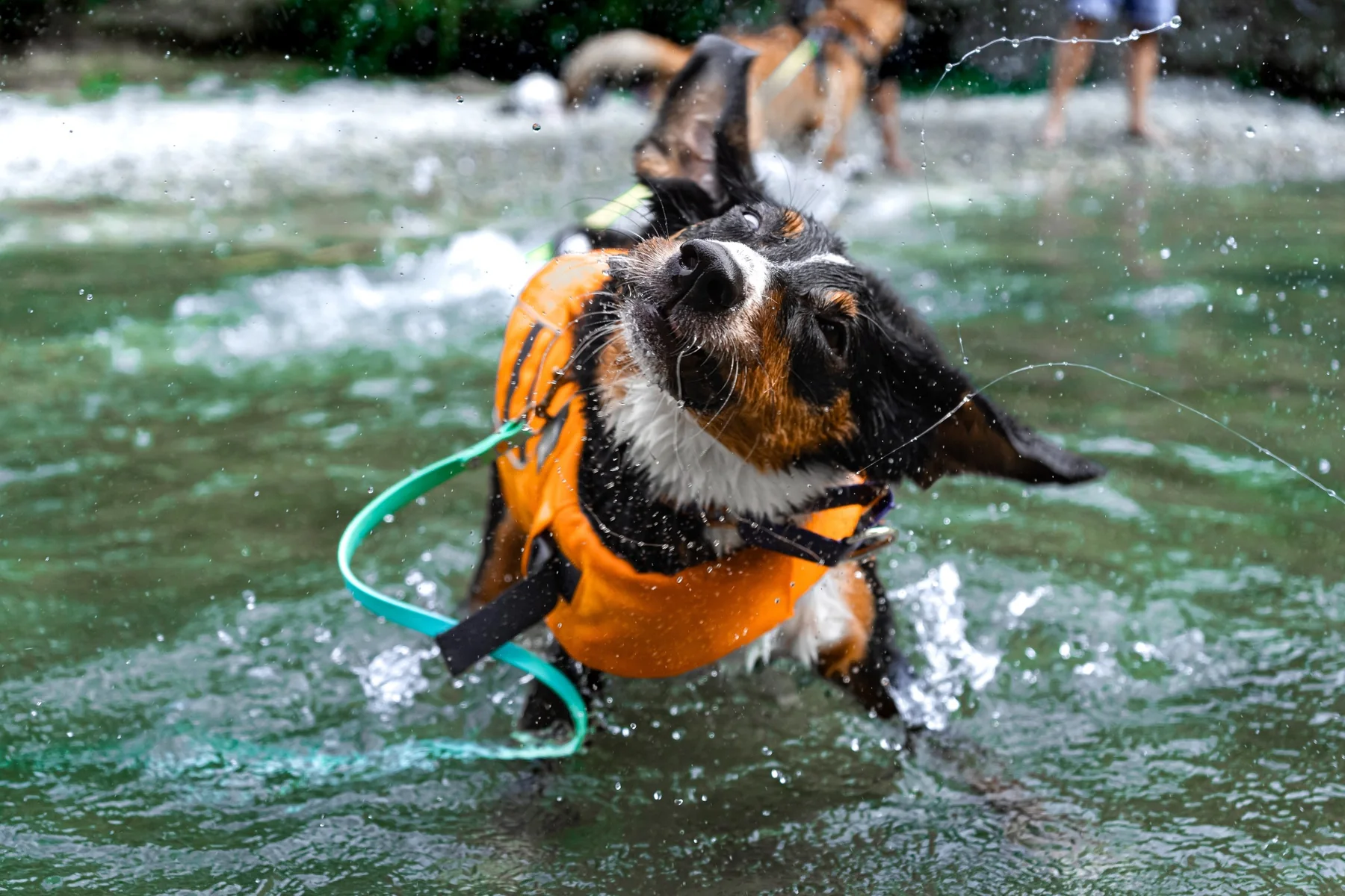 Hund im Wasser